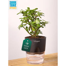 KYARI Black Lucky Jade Plant with Pot