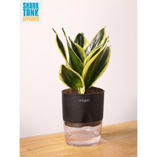 KYARI Black Golden Hahnii Snake Plant with Pot