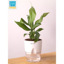 KYARI White Peace Lily Plant with Pot