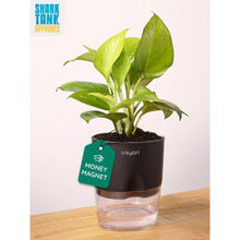 KYARI Black Golden Money Plant with Pot