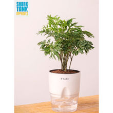 KYARI Aralia Green Plant with Pot