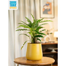 KYARI Yellow Calathea Rufibarba with Aura Pot