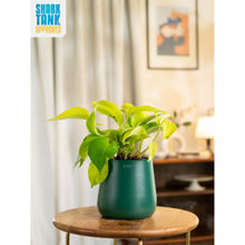 KYARI Green Golden Money Plant with Aura Pot