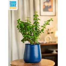 KYARI Navy Blue Lucky Jade Plant with Aura Pot