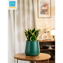KYARI Green Sansevieria Golden Hahnii Snake Plant with Aura Planter