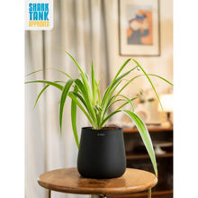 KYARI Black Spider with Aura Pot