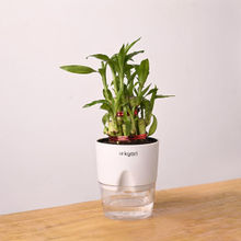 KYARI Lucky Bamboo Plant with Pot