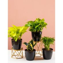 Nurturing Green Combo of Money Plant Green and Gold, Bamboo Palm and Snake Plant