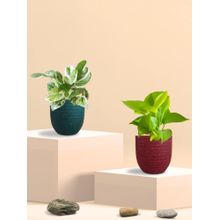 Greenkin Bathroom Plants (Pack of 2)