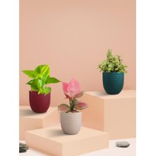 Greenkin Money Attracting Plants (Pack of 3)
