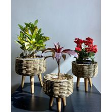 The House of Trendz Rattan Planters with wooden legs - Brown (Set of 3)