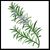Rosemary-shade