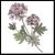 Geranium-shade