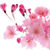 Japanese Cherry Blossom-shade