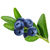 Blueberry-shade