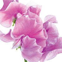 Sicilian Sweet Pea