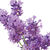 French Lavender-shade