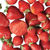 Strawberry Daiquiri-shade