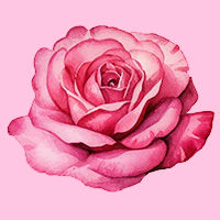 Rose Water and Hyaluronic Acid