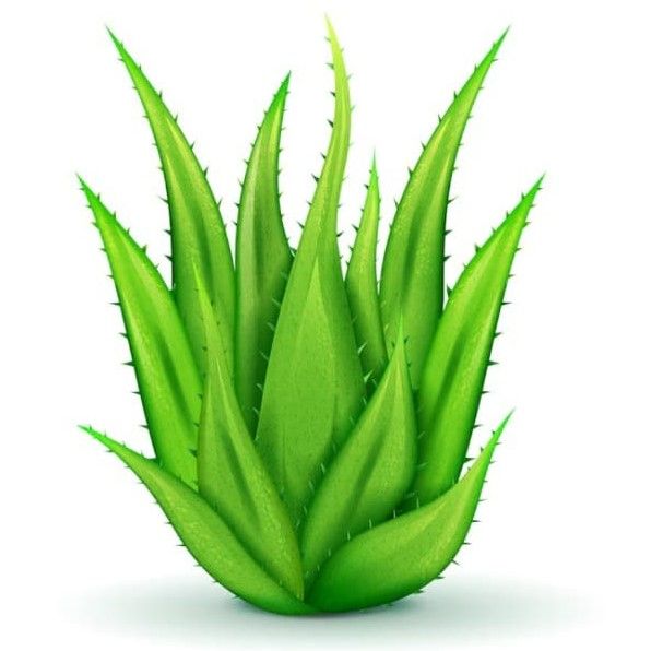 Aloevera