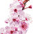 Sakura Blossom-shade