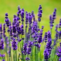Kashmir Lavender