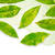 Green Tea-shade