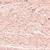 15 Peach Swan Star-shade