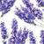 French Lavender & Honey-shade