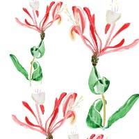 Honeysuckle & White Tea