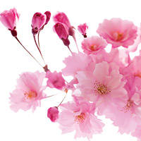 Japanese Cherry Blossom