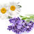 Lavender Chamomile-shade