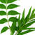 Salicylic Acid Tea Tree Neem-shade