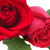 English Country Rose-shade