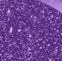 Purple Galaxy
