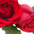English Country Rose-shade