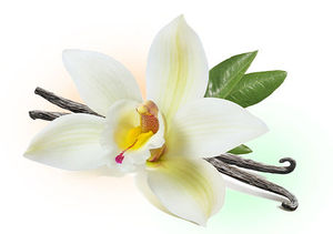 vanilla-fragrance